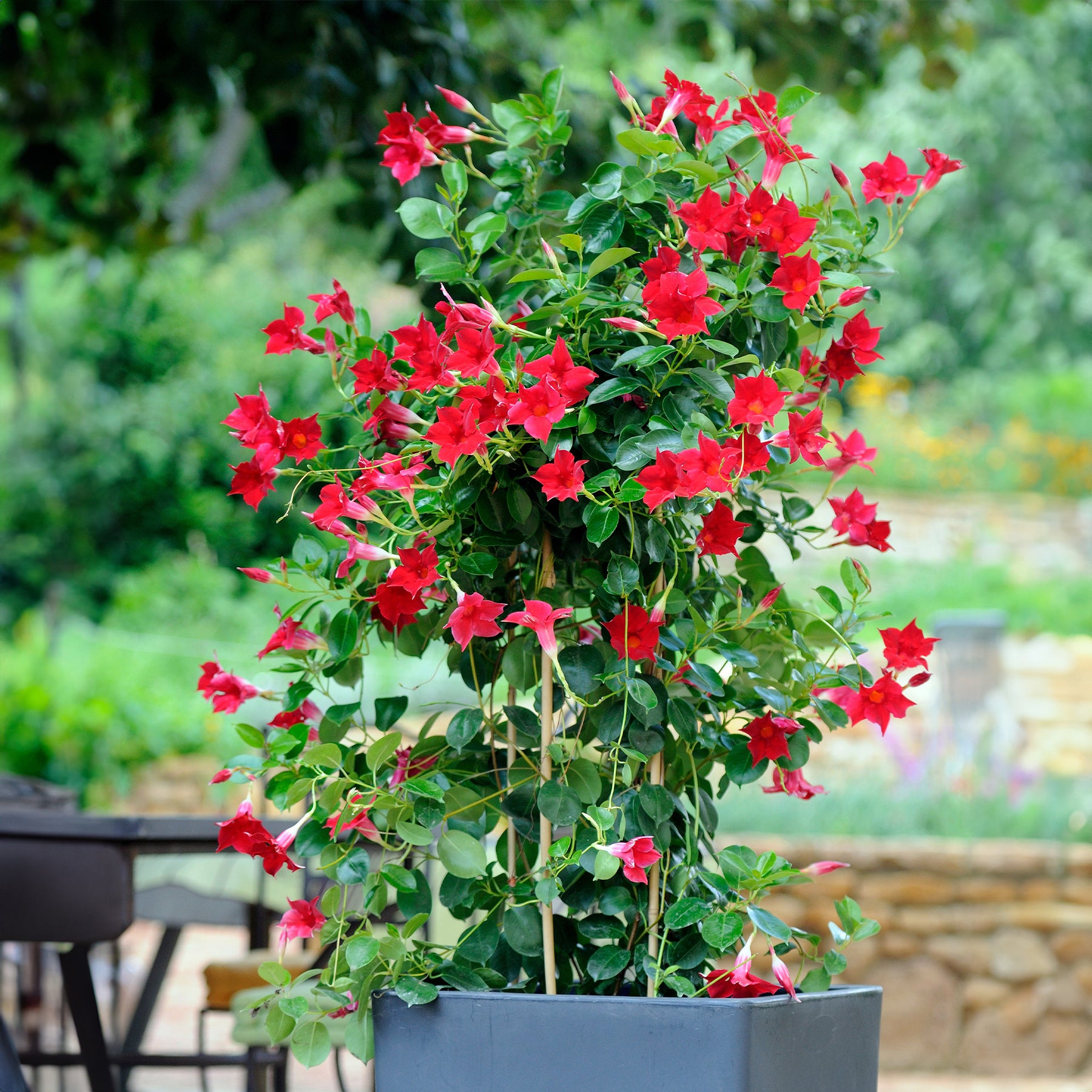 Verkoop Chileense jasmijn (x3)