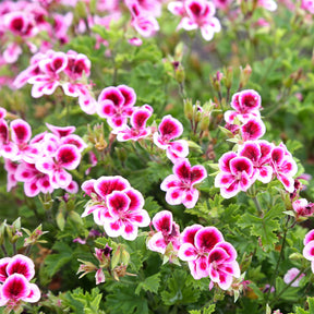 Geranium 'Pansy' (x3) - Willemse