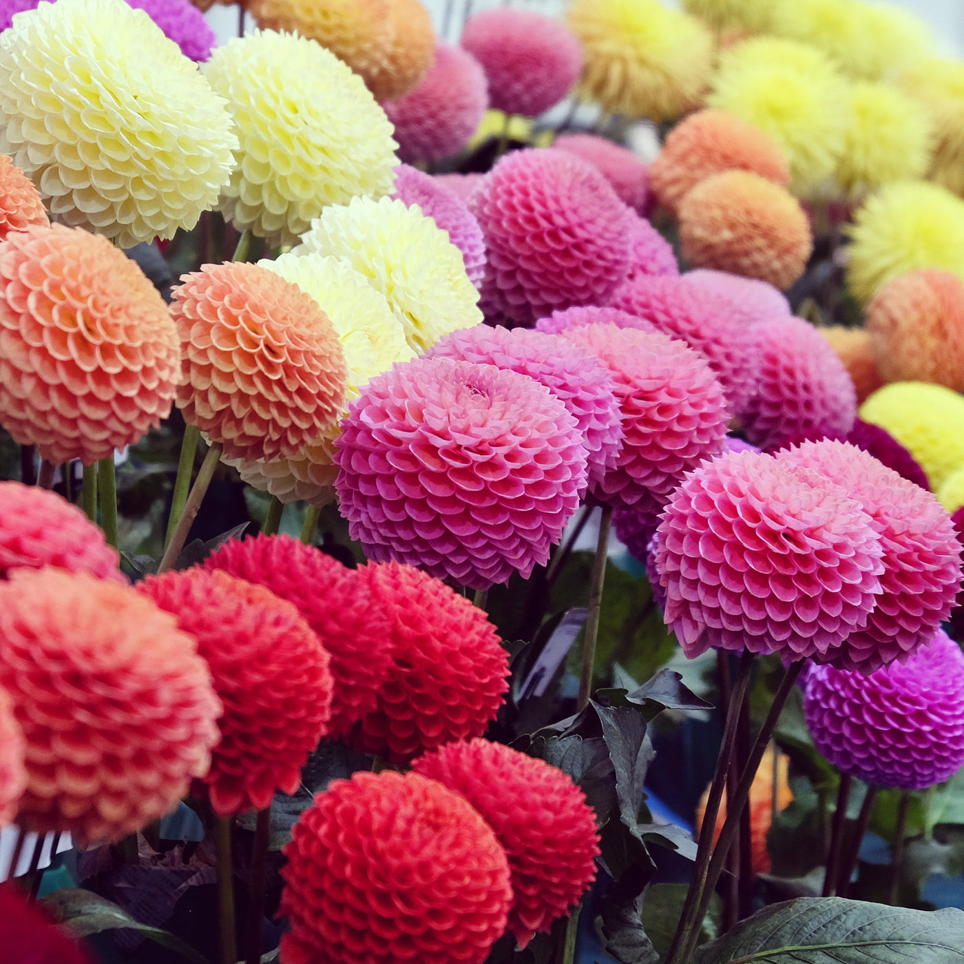 Pompondahlia (x5) - Dahlia - Willemse