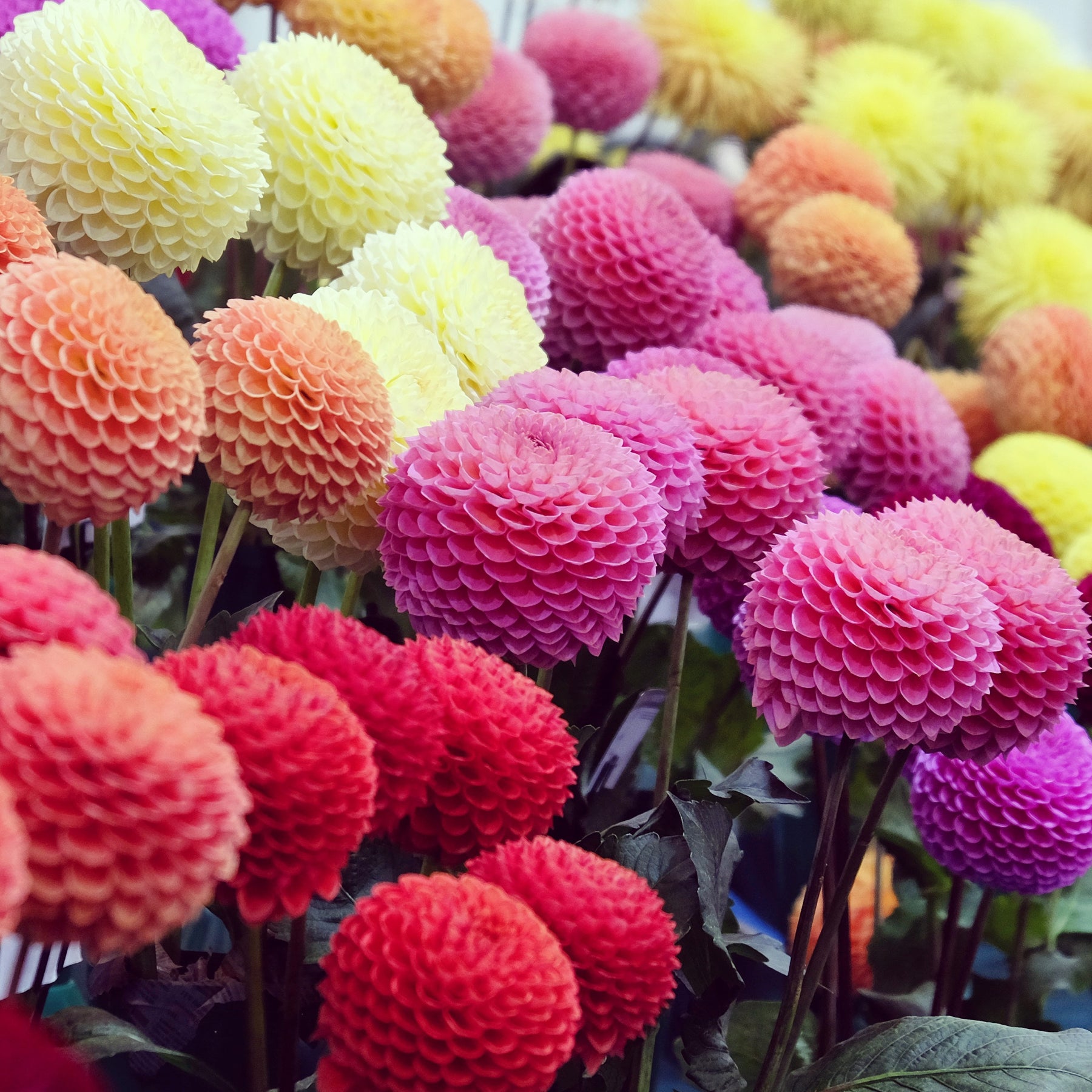 Pompondahlia (x5) - Dahlia - Willemse