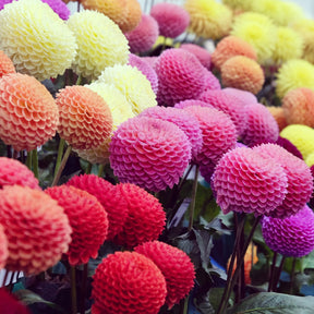 Pompondahlia (x5) - Dahlia - Willemse