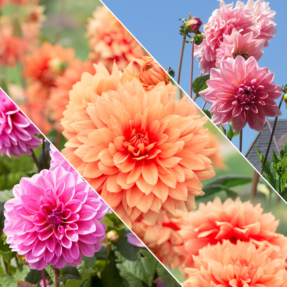 Grootbloemige Dahlia Mix - Willemse