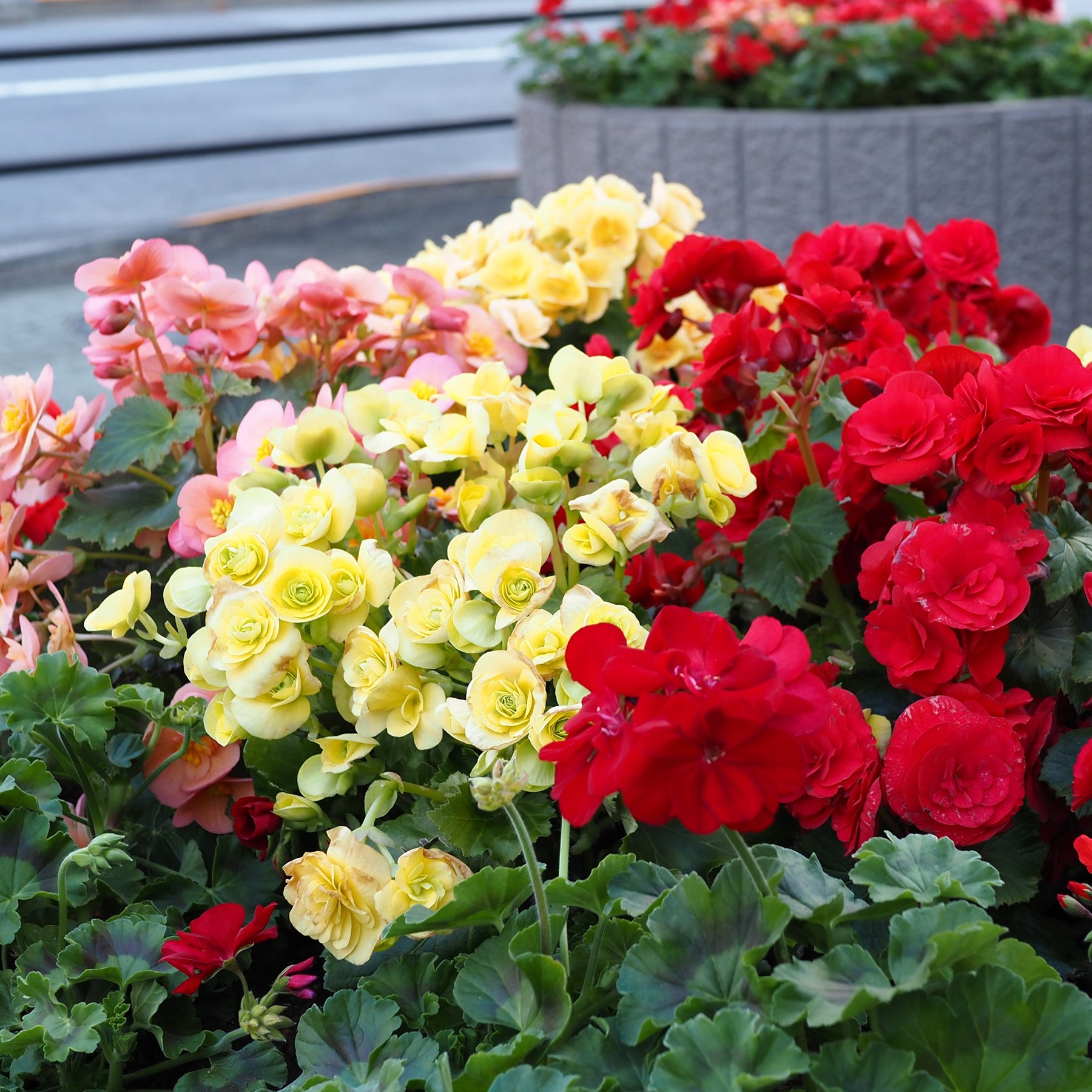 Zomerbloeiers - Borderpakket zomerbloeiers - ca. 1,5 m² - Gladiolus, Begonia, Iris, Liatris, Crocosmia, Lilium, Dahlia