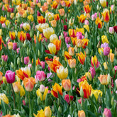 75 Triumph Tulpen gemengd
