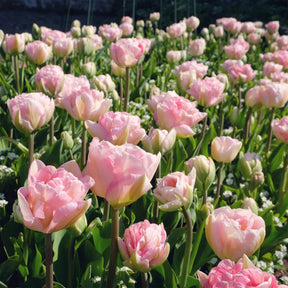 Verkoop Dubbelbloemige tulp 'Angélique' (x10)