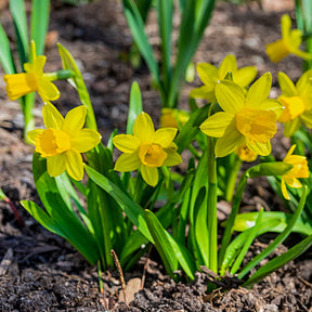 Narcis 'Tête-à-Tête' (x10) - Narcissus cyclamineus Tête à Tête - Willemse