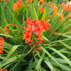 Crocosmia 'Lucifer' (x15) - Crocosmia red - Willemse