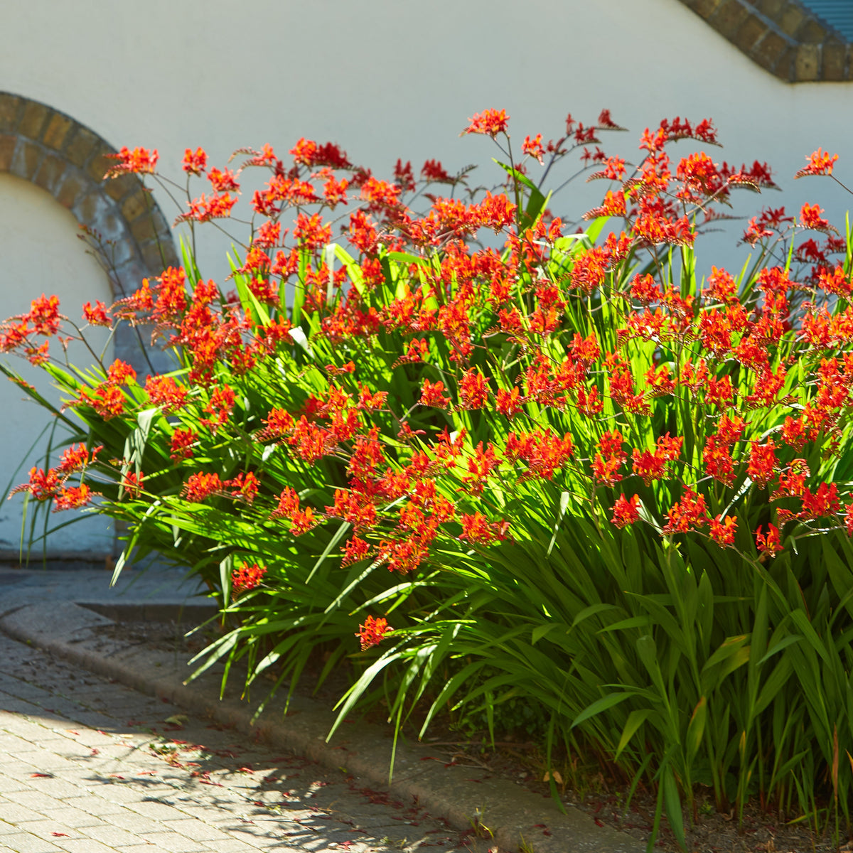 Verkoop Crocosmia 'Lucifer' (x15)