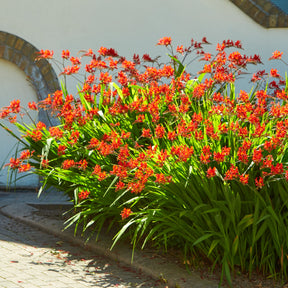 Verkoop Crocosmia 'Lucifer' (x15)