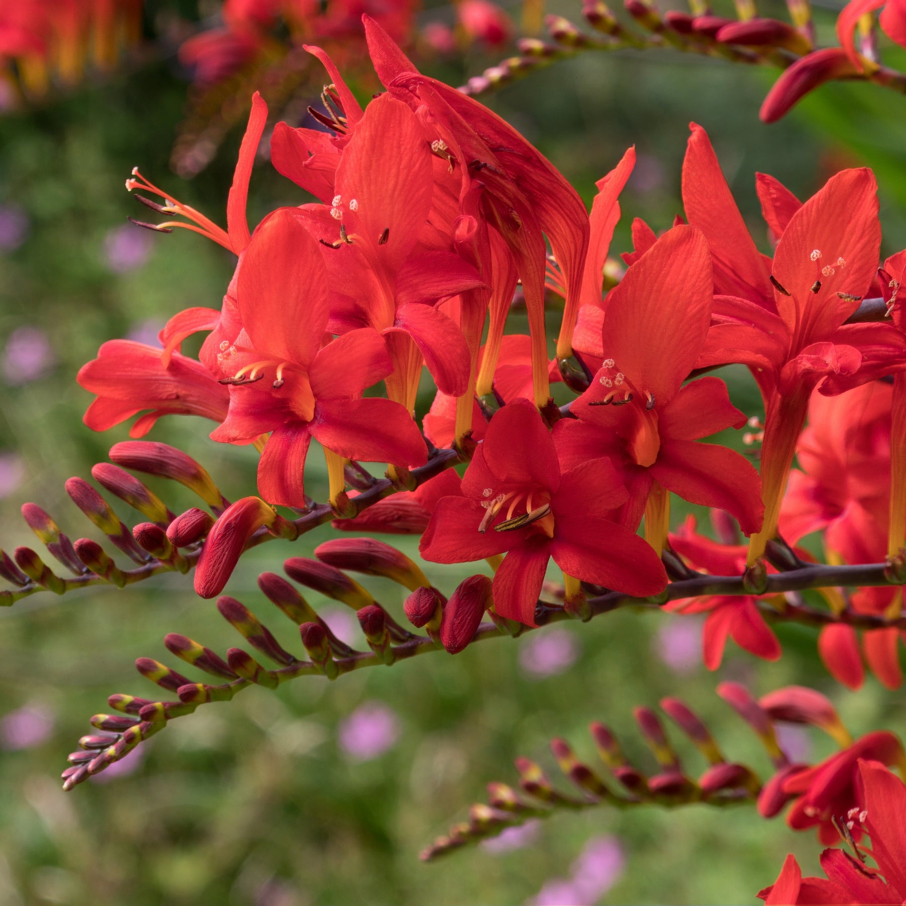 Crocosmia - Montbretia - Crocosmia 'Lucifer' (x15) - Crocosmia red
