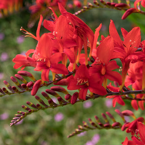 Crocosmia - Montbretia - Crocosmia 'Lucifer' (x15) - Crocosmia red