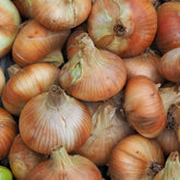 Ui 'Stuttgarter Riesen' - Willemse