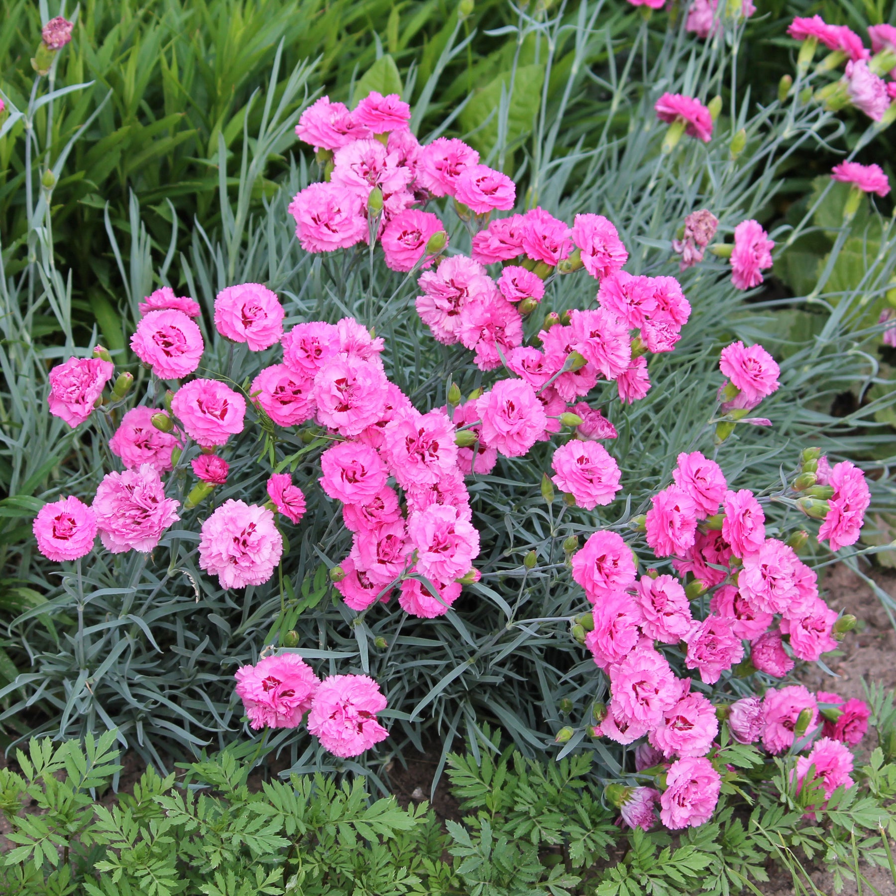 Grasanjer 'Fortuna' (x2) - Dianthus plumarius roseus - Willemse