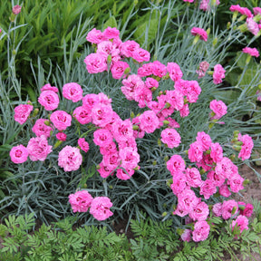 Grasanjer 'Fortuna' (x2) - Dianthus plumarius roseus - Willemse