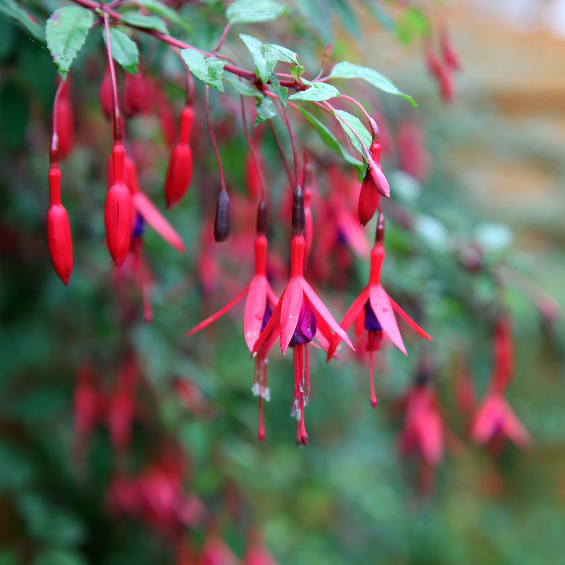Fuchsia - Bellenplant Mix 'Madame Cornelissen' + 'Brilliant' (x3) - Fuchsia Mme Cornelissen,  Brilliant