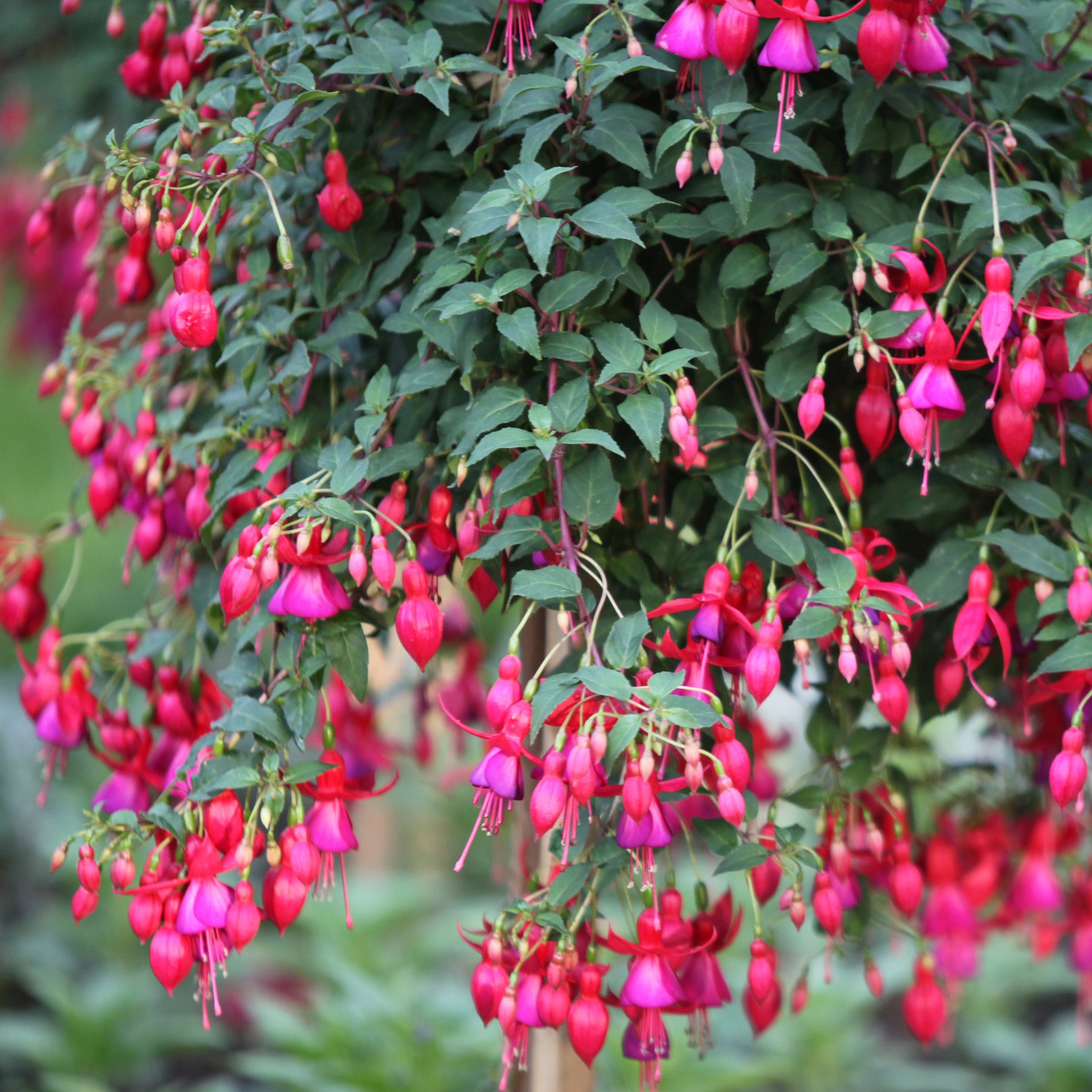 Bellenplant 'Brilliant' (x3) - Fuchsia brilliant - Willemse