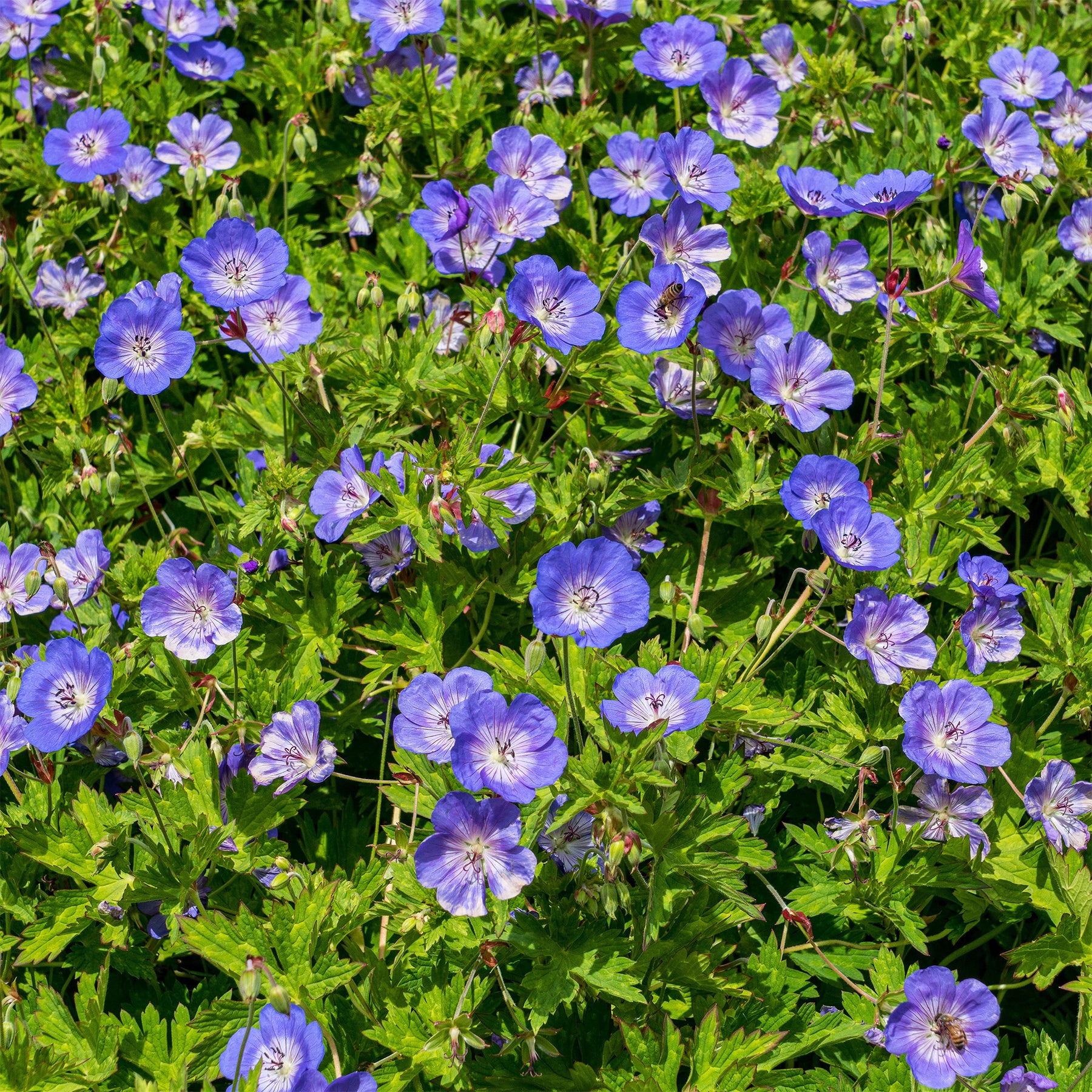 Verkoop Ooievaarsbek Himalaya