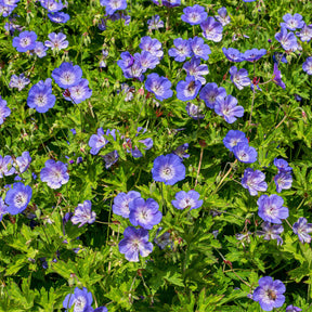 Verkoop Ooievaarsbek Himalaya