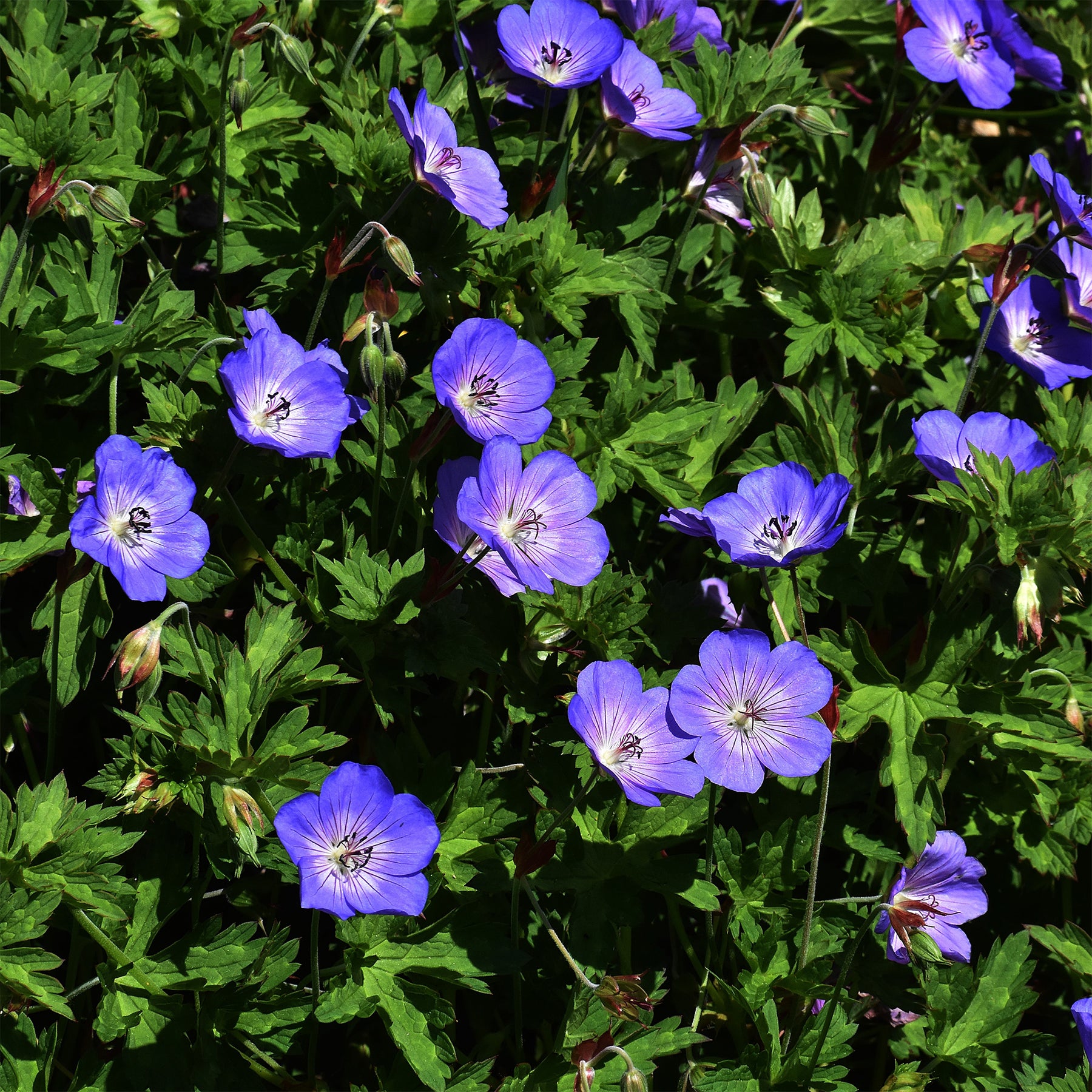 Ooievaarsbek Himalaya - Geraniums - Willemse