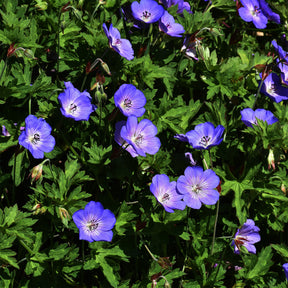 Ooievaarsbek Himalaya - Geraniums - Willemse