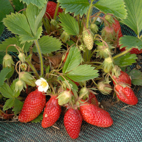 Aardbei ' Gariguette' - Fragaria x ananassa Gariguette - Willemse