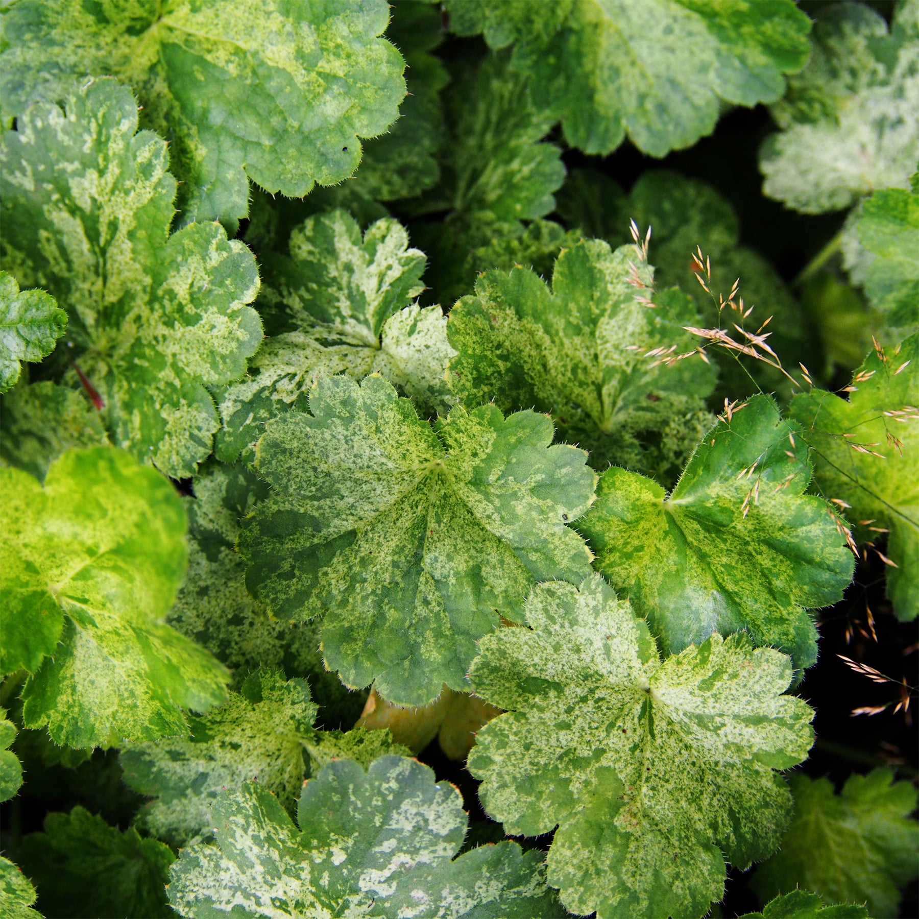 Heuchera hercules - Purperklokje 'Hercules'® (x3) - Heuchera - Purperklokje