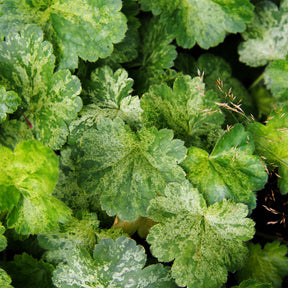 Heuchera hercules - Purperklokje 'Hercules'® (x3) - Heuchera - Purperklokje
