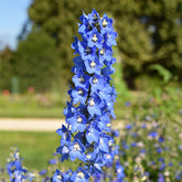 Ridderspoor 'Ciel Blue' (x5) - Delphinium ciel bleu - Willemse