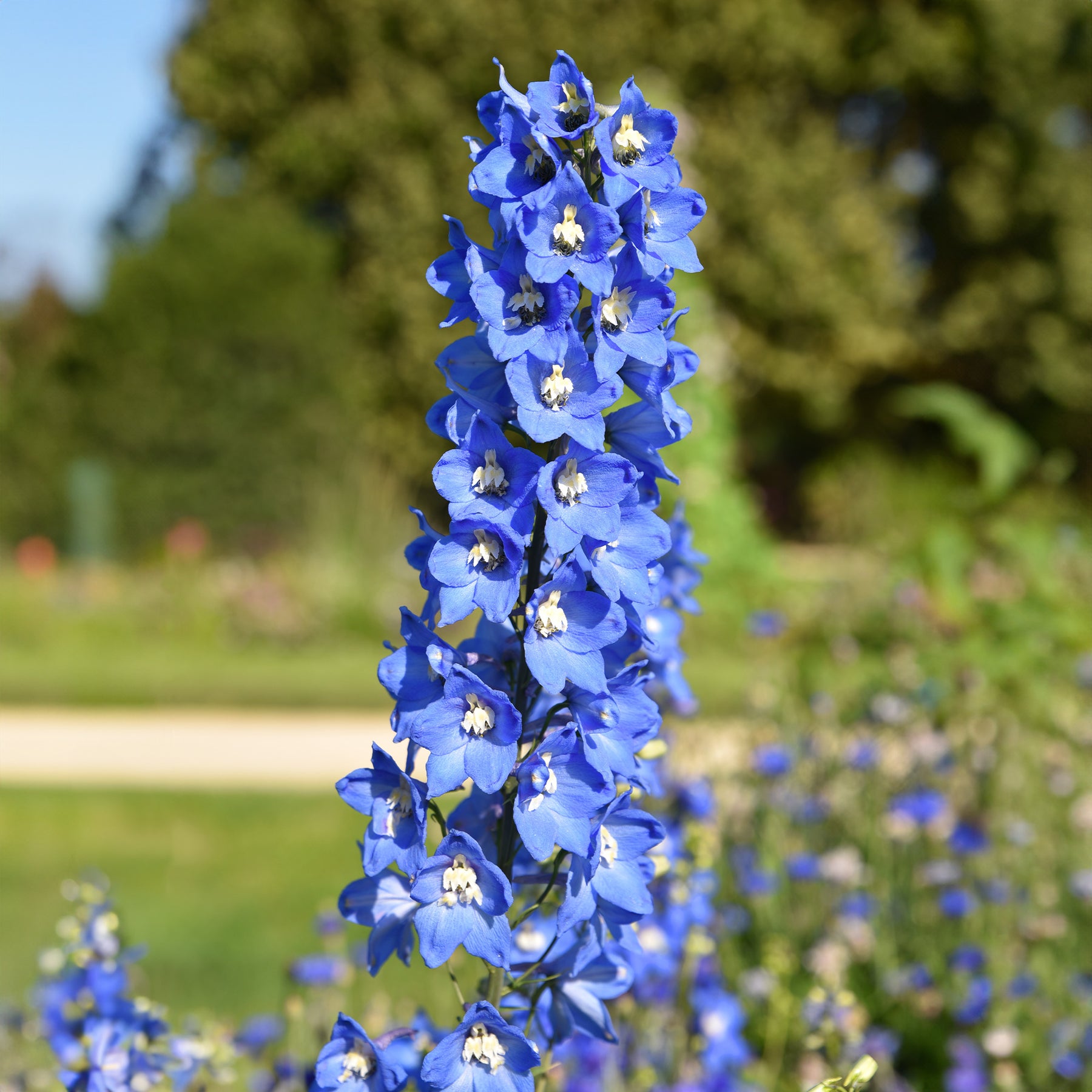 Ridderspoor 'Ciel Blue' (x5) - Delphinium ciel bleu - Willemse