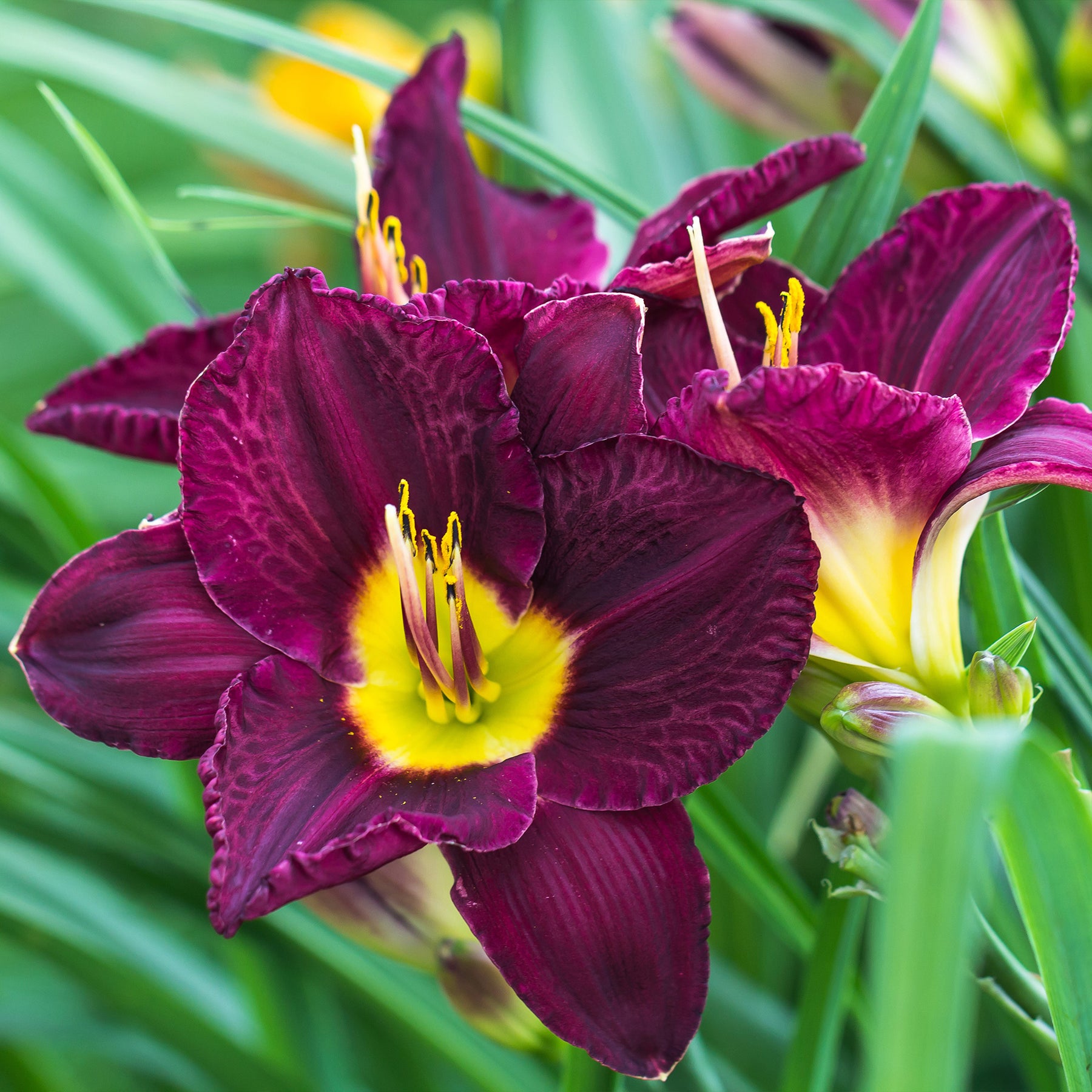 Daglelie Mix (x5) - Hemerocallis - Willemse