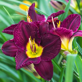 Daglelie Mix (x5) - Hemerocallis - Willemse
