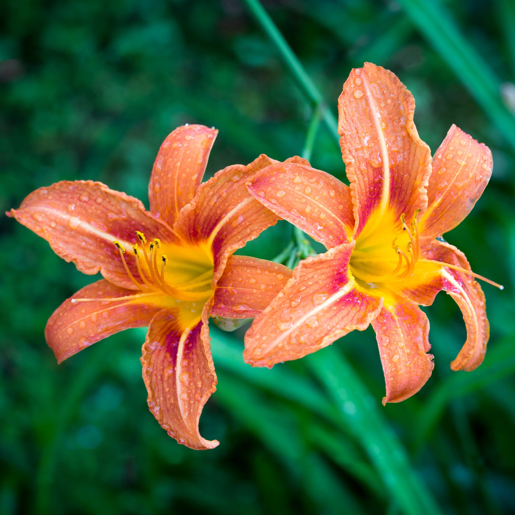 Hemerocallis - Daglelie Mix (x5) - Hemerocallis - Daglelie
