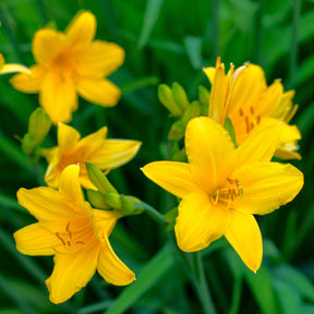 Hemerocallis - Daglelie - Daglelie Mix (x5) - Hemerocallis