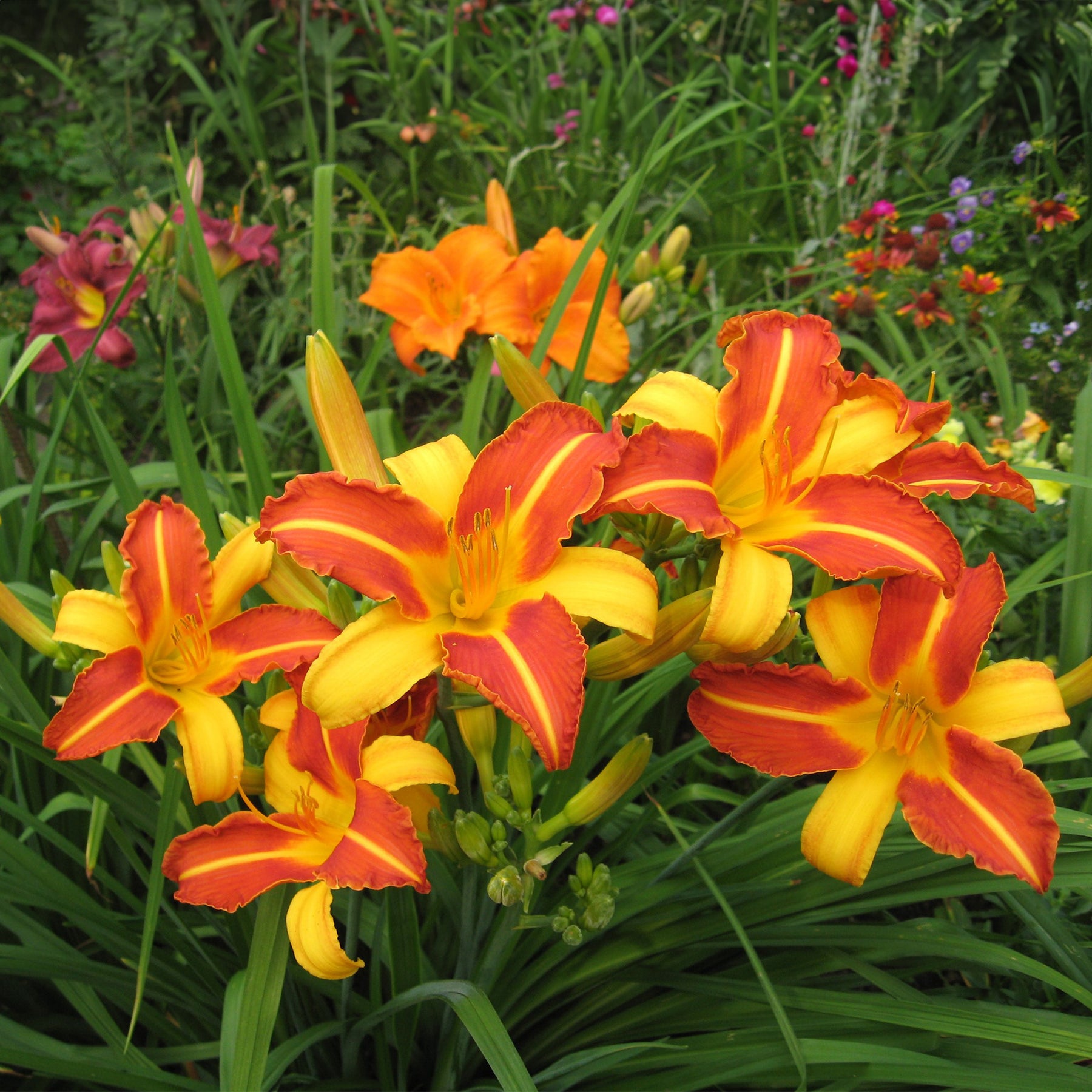 Verkoop Daglelie Mix (x5) - Hemerocallis