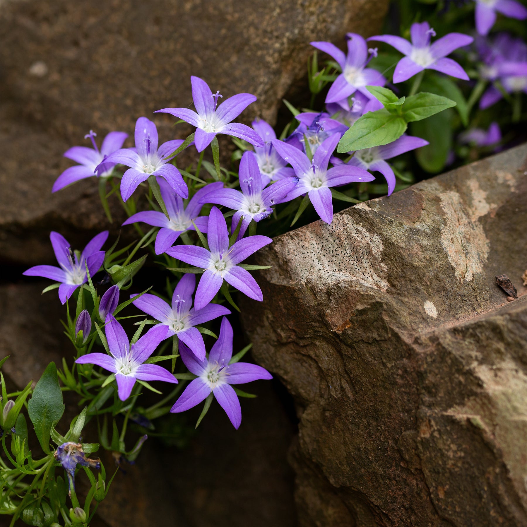 Verkoop Kruipklokje - Campanula poscharskyana