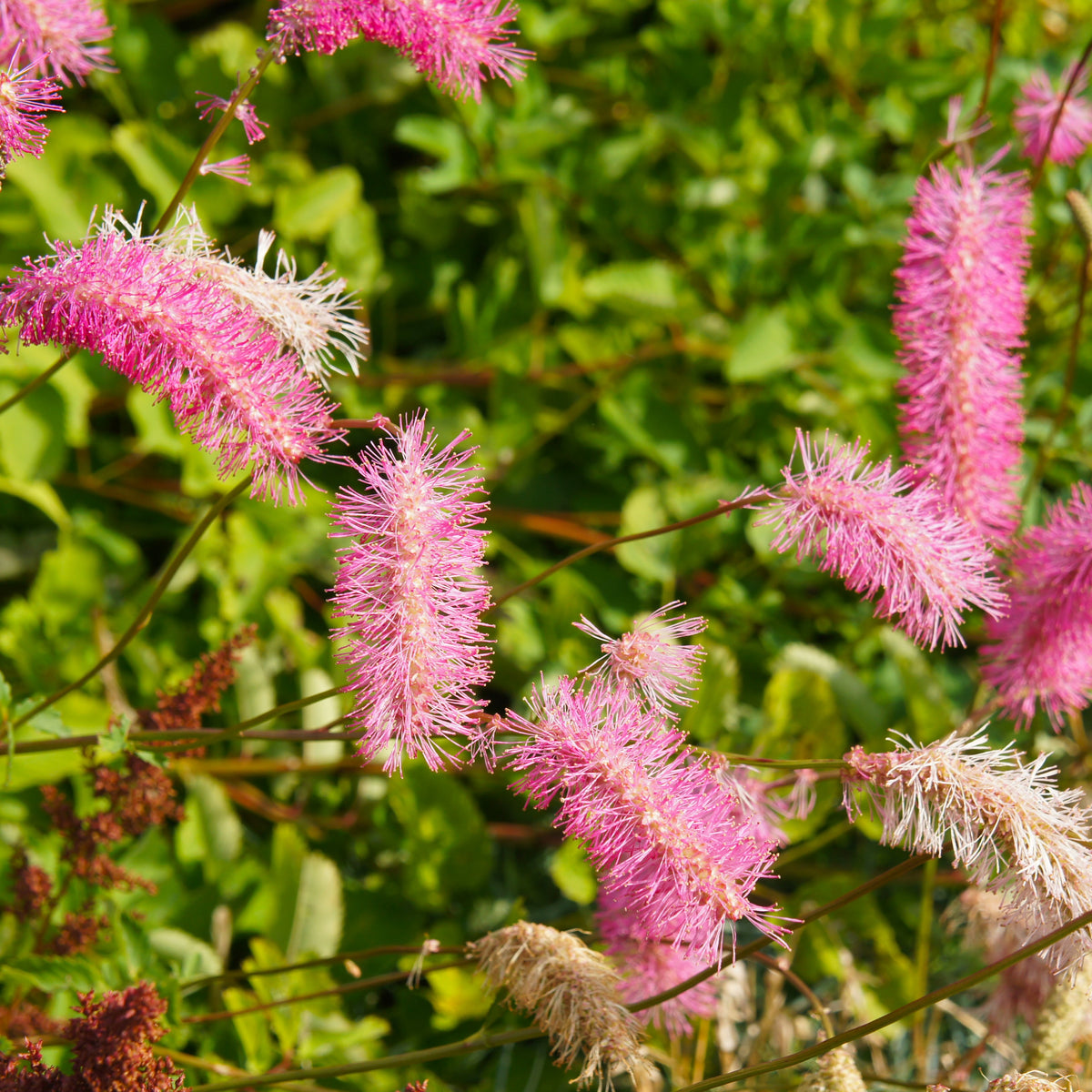 Pimpernel (x3) - Sanguisorba obtusa - Willemse