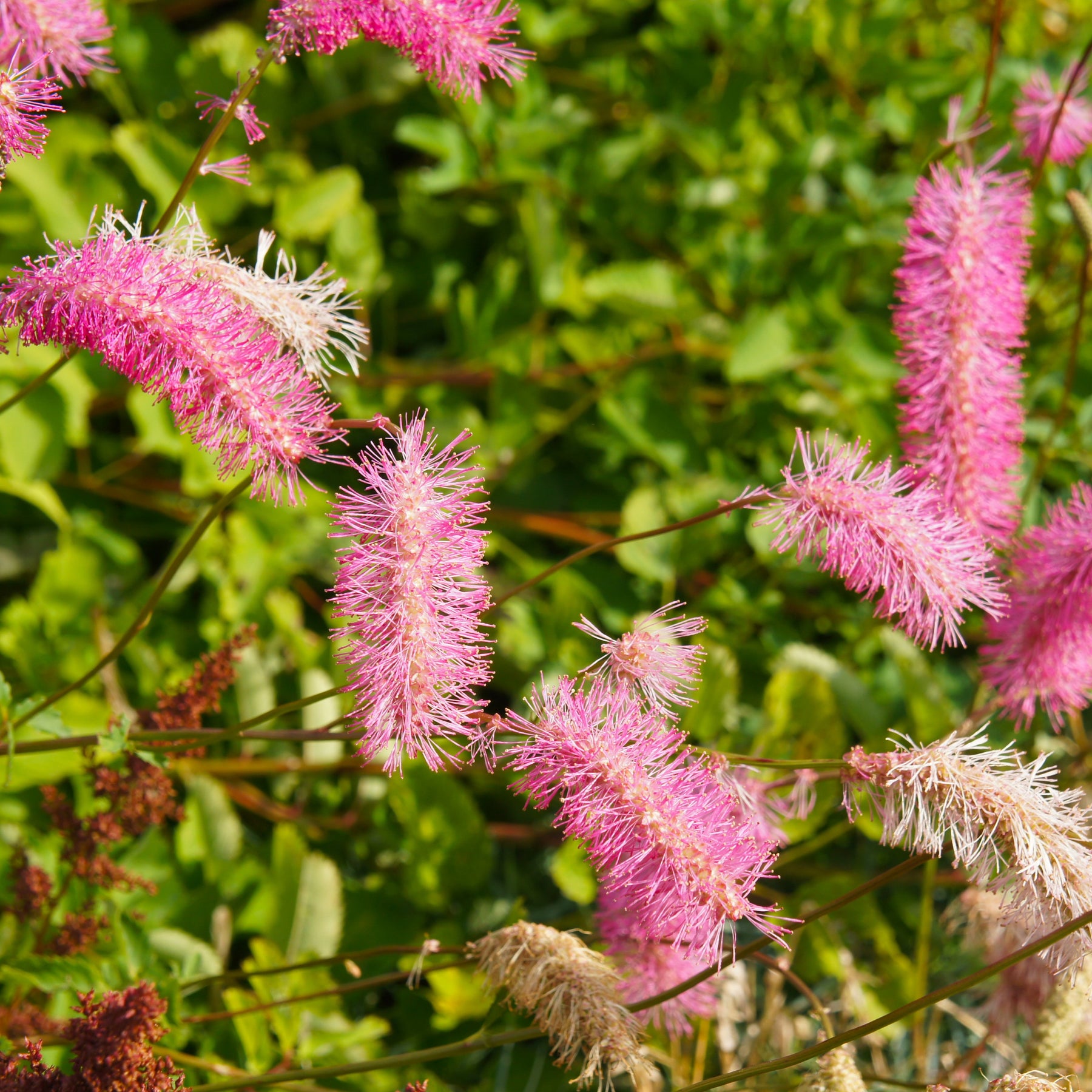 Pimpernel (x3) - Sanguisorba obtusa - Willemse