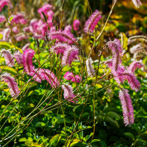 Sanguisorba obtusa, Veronicastrum virginicum Cupid - Pimpernel + Virginische ereprijs Mix - Pimpernel