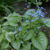 Brunnera macrophylla Emerald Mist ® - Kaukasische vergeet-mij-nietje 'Emerald Mist'® - Bloeiende vaste planten