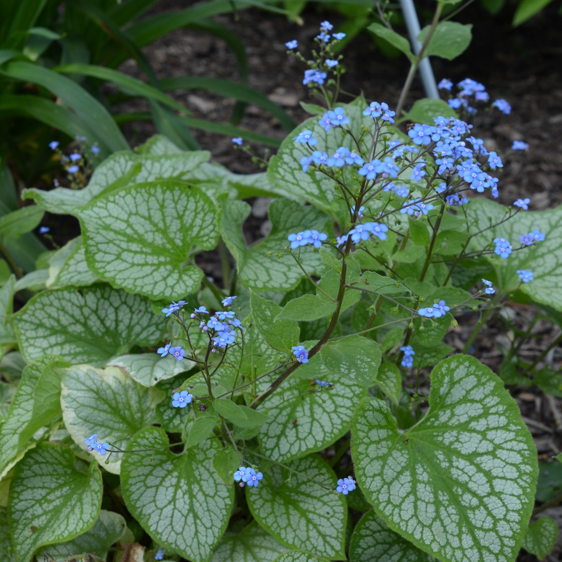 Brunnera macrophylla Emerald Mist ® - Kaukasische vergeet-mij-nietje 'Emerald Mist'® - Bloeiende vaste planten