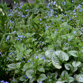 Kaukasische vergeet-mij-nietje 'Emerald Mist'® - Brunnera macrophylla Emerald Mist ® - Willemse