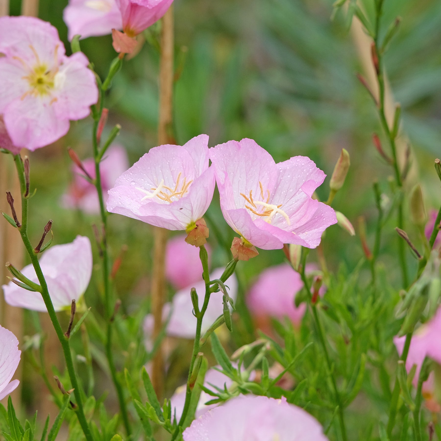 Teunisbloem 'Siskiyou Pink' (x2) roze - Oenothera speciosa Siskiyou Pink - Willemse