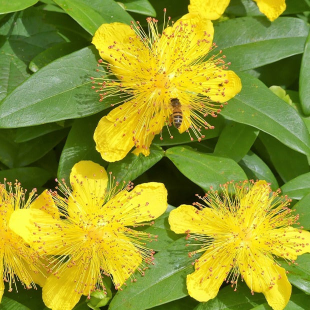 Hertshooi (x5) - Hypericum calycinum
