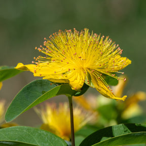 Vaste planten - Hertshooi (x5) - Hypericum calycinum