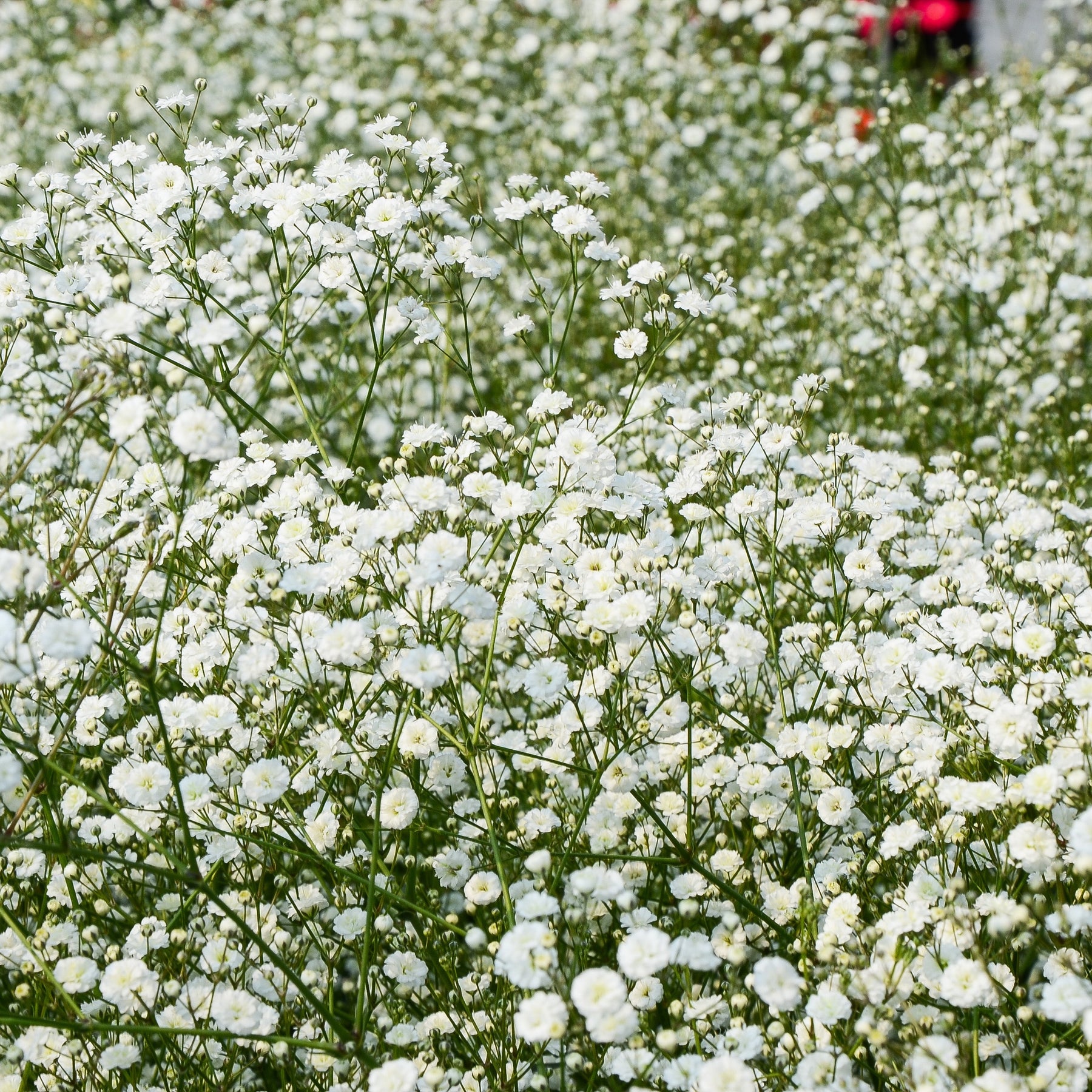 Gypsophila paniculata - Gipskruid (x3) - Gipskruid