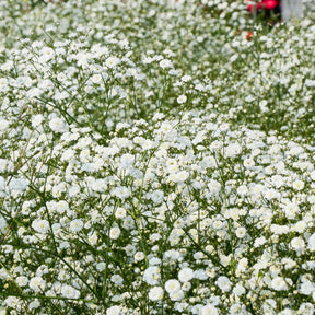 Gypsophila paniculata - Gipskruid (x3) - Gipskruid
