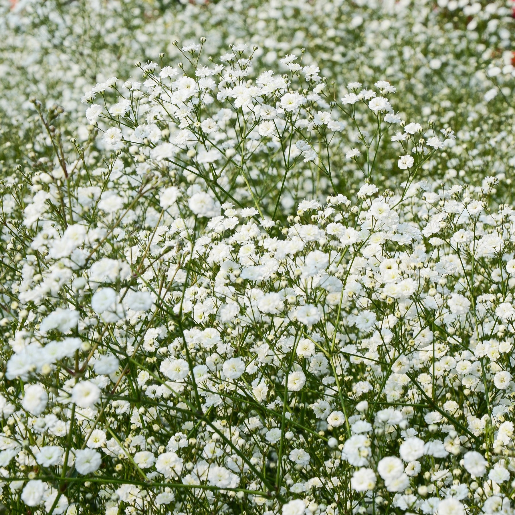 Verzameling vaste planten voor buitenbedden (x11) - Bloeiende vaste planten - Willemse