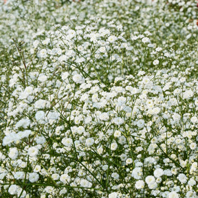 Verzameling vaste planten voor buitenbedden (x11) - Bloeiende vaste planten - Willemse
