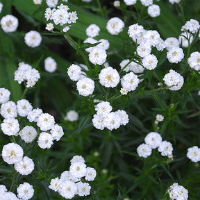 Duizendblad - Duizendblad The Pearl - Achillea ptarmica The Pearl