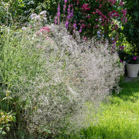 Verkoop Gipskruid (x3) - Gypsophila paniculata